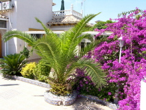 Mature Plants